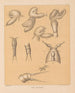 The North American Cave Fauna Pl 01 - Alpheus Spring Packard — artwork view