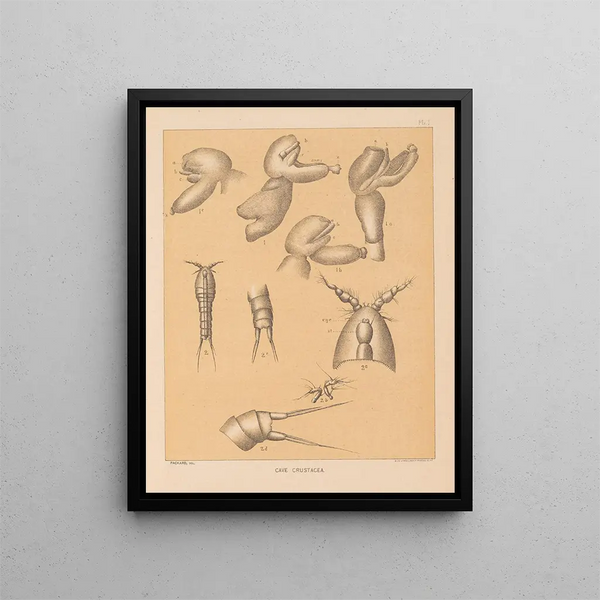 The North American Cave Fauna Pl 01 - Alpheus Spring Packard — framed artwork on a wall