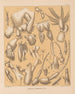 The Cave Fauna of North America Pl 02 - Alpheus Spring Packard — artwork view