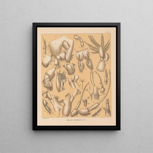 The Cave Fauna of North America Pl 02 - Alpheus Spring Packard — framed artwork on a wall