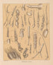 The North American Cave Fauna Pl 03 - Alpheus Spring Packard — artwork view