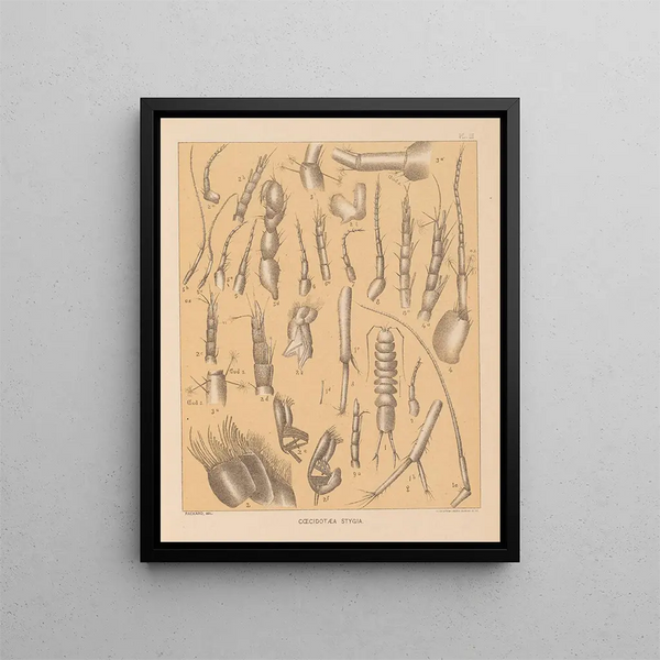 The North American Cave Fauna Pl 03 - Alpheus Spring Packard — framed artwork on a wall