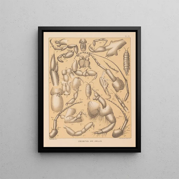 The North American Cave Fauna Pl 04 - Alpheus Spring Packard — framed artwork on a wall
