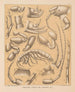 The Cave Fauna of North America Pl 05 - Alpheus Spring Packard — artwork view