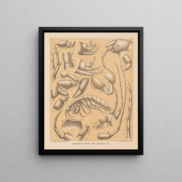 The Cave Fauna of North America Pl 05 - Alpheus Spring Packard — framed artwork on a wall