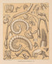 The North American Cave Fauna Pl 06 - Alpheus Spring Packard — artwork view