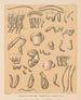 The North American Cave Fauna Pl 07 - Alpheus Spring Packard — artwork view