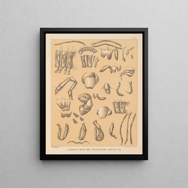 The North American Cave Fauna Pl 07 - Alpheus Spring Packard — framed artwork on a wall