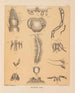 The North American Cave Fauna Pl 08 - Alpheus Spring Packard — artwork view
