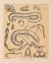 The fauna of North American caves Pl 09 - Alpheus Spring Packard — artwork view