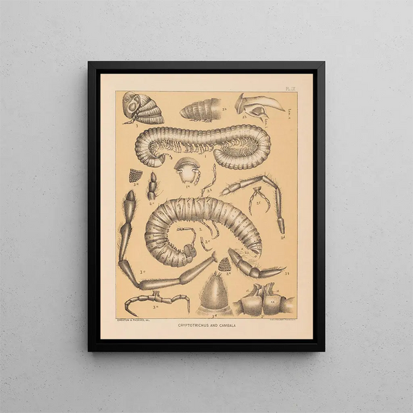 The fauna of North American caves Pl 09 - Alpheus Spring Packard — framed artwork on a wall