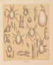 La faune des grottes d'Amérique du Nord Pl 10 - Alpheus Spring Packard — artwork view