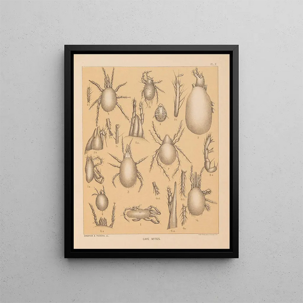 La faune des grottes d'Amérique du Nord Pl 10 - Alpheus Spring Packard — framed artwork on a wall