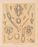 The Cave Fauna of North America Pl 11 - Alpheus Spring Packard — artwork view
