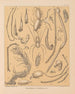 The Cave Fauna of North America Pl 12 - Alpheus Spring Packard — artwork view