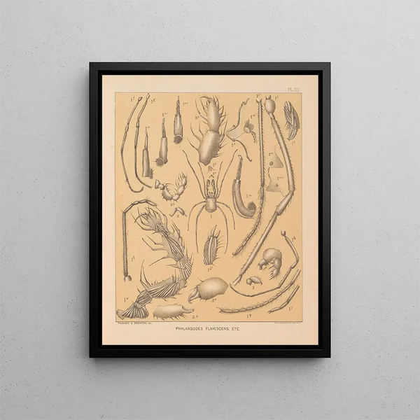 The Cave Fauna of North America Pl 12 - Alpheus Spring Packard — framed artwork on a wall