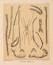 La faune des grottes d'Amérique du Nord Pl 13 - Alpheus Spring Packard — artwork view