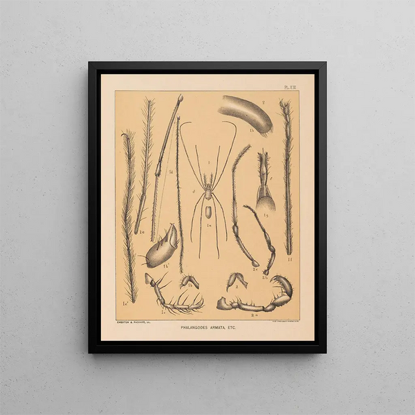 La faune des grottes d'Amérique du Nord Pl 13 - Alpheus Spring Packard — framed artwork on a wall