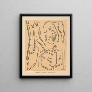 Alpheus Spring Packard - The cave fauna of North America Pl 14.webp