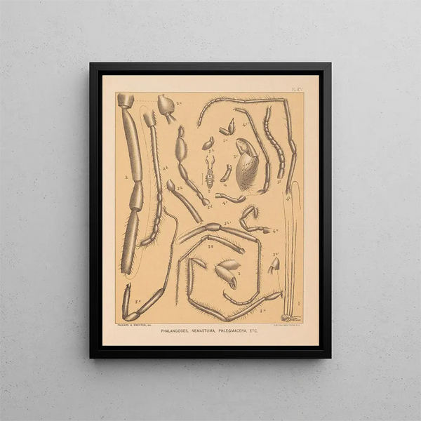 The North American Cave Fauna Pl 14 - Alpheus Spring Packard — framed artwork on a wall