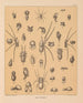 The Cave Fauna of North America Pl 15 - Alpheus Spring Packard — artwork view