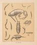 The North American Cave Fauna Pl 16 - Alpheus Spring Packard — artwork view