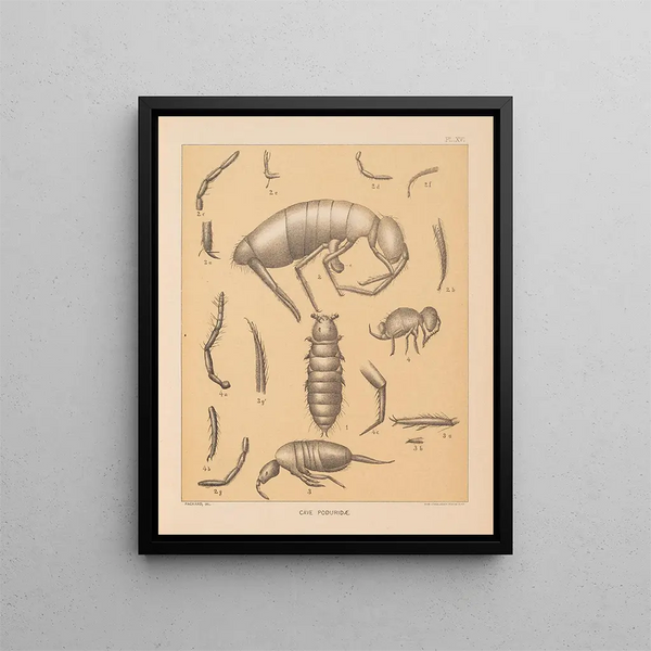 The North American Cave Fauna Pl 16 - Alpheus Spring Packard — framed artwork on a wall