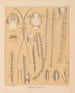 The North American Cave Fauna Pl 17 - Alpheus Spring Packard — artwork view