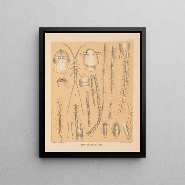 The North American Cave Fauna Pl 17 - Alpheus Spring Packard — framed artwork on a wall