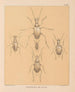 The Cave Fauna of North America Pl 18 - Alpheus Spring Packard — artwork view