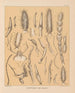 The North American Cave Fauna Pl 19 - Alpheus Spring Packard — artwork view
