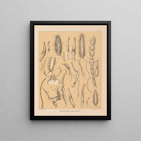 The North American Cave Fauna Pl 19 - Alpheus Spring Packard — framed artwork on a wall