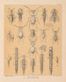 The North American Cave Fauna Pl 20 - Alpheus Spring Packard — artwork view