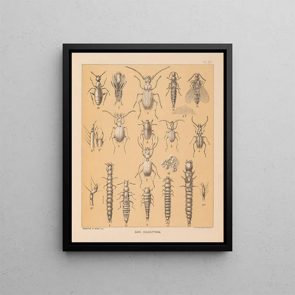 The North American Cave Fauna Pl 20 - Alpheus Spring Packard — framed artwork on a wall