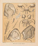 La faune des grottes d'Amérique du Nord Pl 21 - Alpheus Spring Packard — artwork view