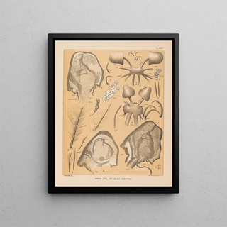 Alpheus Spring Packard - The cave fauna of North America Pl 21.webp