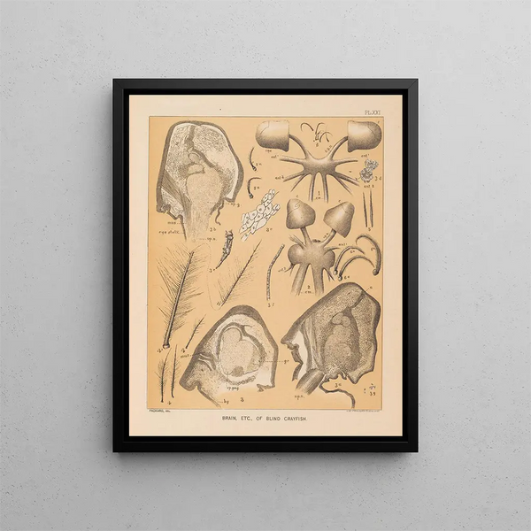 La faune des grottes d'Amérique du Nord Pl 21 - Alpheus Spring Packard — framed artwork on a wall