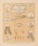 The North American Cave Fauna Pl 23 - Alpheus Spring Packard — artwork view