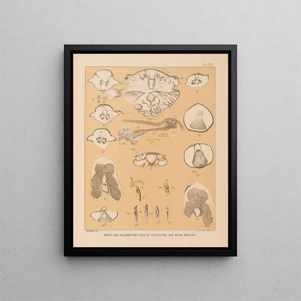 The North American Cave Fauna Pl 23 - Alpheus Spring Packard — framed artwork on a wall
