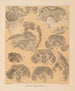 The Cave Fauna of North America Pl 24 - Alpheus Spring Packard — artwork view