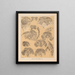 The Cave Fauna of North America Pl 24 - Alpheus Spring Packard — framed artwork on a wall