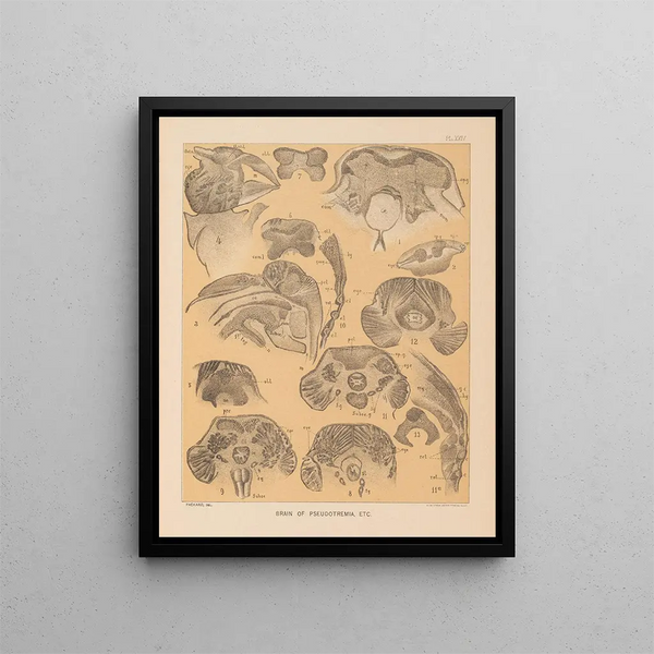 The Cave Fauna of North America Pl 24 - Alpheus Spring Packard — framed artwork on a wall