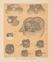 The North American Cave Fauna Pl 25 - Alpheus Spring Packard — artwork view