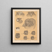 The North American Cave Fauna Pl 25 - Alpheus Spring Packard — framed artwork on a wall