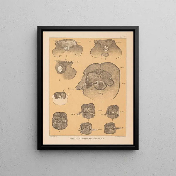 The North American Cave Fauna Pl 25 - Alpheus Spring Packard — framed artwork on a wall