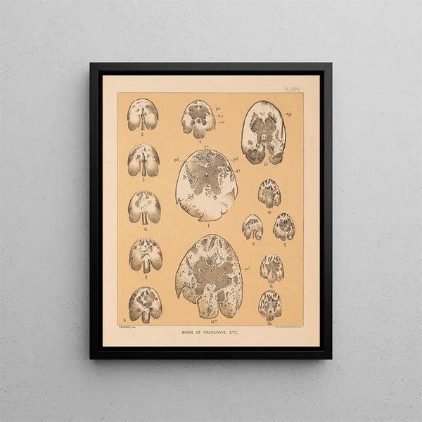 La faune des grottes d'Amérique du Nord Pl 26 - Alpheus Spring Packard — framed artwork on a wall