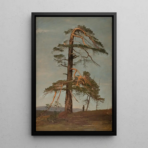 Furu Vingersheia Telemark - Amaldus Nielsen — framed artwork on a wall