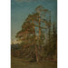 Furuer Levanger - Amaldus Nielsen — framed artwork on a wall