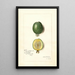 Acca sellowiana - Amanda Almira Newton — framed artwork on a wall