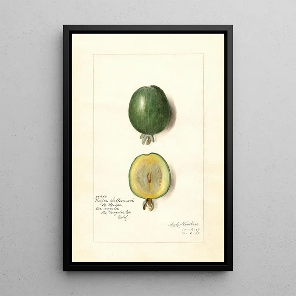 Acca sellowiana - Amanda Almira Newton — framed artwork on a wall